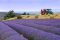 Southern France, landscapes of Provence: Harvest lavender fields