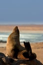 Southern Fur Seal Royalty Free Stock Photo