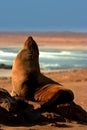 Southern Fur Seal Royalty Free Stock Photo