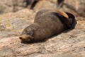 Southern Fur Seal Asleep On Warm Rock Royalty Free Stock Photo