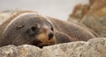 Southern Fur Seal Sunning Royalty Free Stock Photo