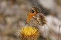 Southern gatekeeper butterfly feeding on the nectar of clustered carline thistle flower