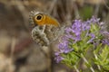 Southern Gatekeeper nectaring on Coris