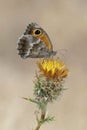 The Southern Gatekeeper, Pyronia cecilia on the Yellow - star thistle