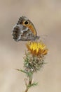 The Southern Gatekeeper, Pyronia cecilia on the Yellow - start thistle , Centaurea solstitialis in the summer