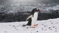 A Southern gentoo penguin walking along a snowy beach in Antarctica. Royalty Free Stock Photo