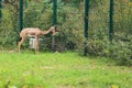 Southern gerenuk Royalty Free Stock Photo