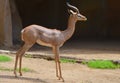 Southern Gerenuk Royalty Free Stock Photo