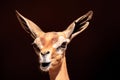 Southern Gerenuk Litocranius walleri Royalty Free Stock Photo