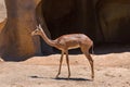 Southern Gerenuk Litocranius Walleri. Ungulate very skinny tall antelope with long overbite front teeth found in Africa Tanzania