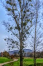 Bare tree full of mistletoe with landscape in background Royalty Free Stock Photo