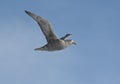 Southern giant petrel in flight in the Antarctica. Royalty Free Stock Photo