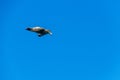 A Giant Southern Petrel in Flight Royalty Free Stock Photo