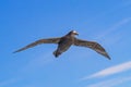 Southern giant petrel soars with wings spread wide.CR2 Royalty Free Stock Photo