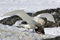 Southern giant petrel white morphs who eats penguin chick