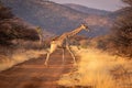 Southern giraffe crosses dirt track near impala