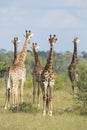 Southern Giraffe (Giraffa camelopardalis) group South Africa