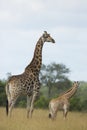 Southern Giraffe (Giraffa camelopardalis) mother and baby in Sou