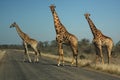 The southern giraffe Giraffa giraffa big three when crossing roads, in National Park with blue sky. Three large giraffes on an