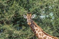 Southern Giraffe Giraffa giraffa