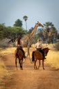 Southern giraffe passes two women on horseback Royalty Free Stock Photo