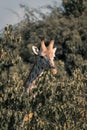 Southern giraffe peers over bush in sunshine Royalty Free Stock Photo