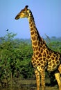 Southern Giraffe 12640