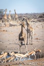 Southern giraffe and springbok congregate at waterhole