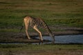 Southern giraffe stands drinking from shallow pool Royalty Free Stock Photo