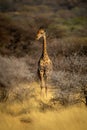 Southern giraffe sticks tongue out in bushes