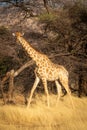 Southern giraffe walks past trees in grass