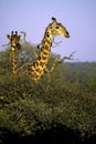 Southern Giraffes Mother and Immature 11315