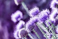 Southern globe thistle.Purple wild flowers growing on british meadow Royalty Free Stock Photo