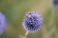 Southern globethistle Echinops ritro, close-up of flower with a honeybee