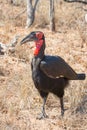 Southern gound-hornbill frontal Royalty Free Stock Photo
