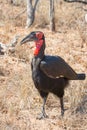 Southern gound-hornbill frontal