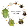 Southern Green Shieldbug. Life cycle