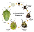 Southern Green Shieldbug, Nezara viridula. Life cycle Royalty Free Stock Photo