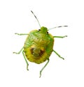 Southern green stink bug