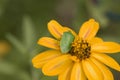 Southern green stink bug Royalty Free Stock Photo