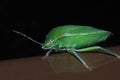 Southern Green Stink Bug