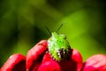 Southern green stink bug larva on red flower