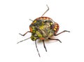 Southern green stink bug, Nezara viridula Royalty Free Stock Photo