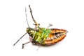 Southern green stink bug, Nezara viridula, on its back