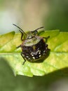 Green stink bug Nezara viridula nymph