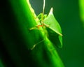Southern green stink bug with serrated head