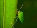 Southern green stink bug with serrated head