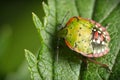 Southern green stinkbug beetle pest on green leaf Royalty Free Stock Photo
