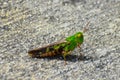 southern green striped grasshopper on the boat ramp