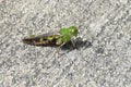 southern green striped grasshopper on the boat ramp